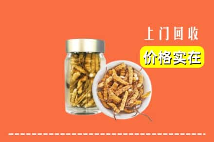昌乐县回收散虫草